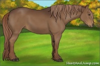 Horse Color:Liver Chestnut
