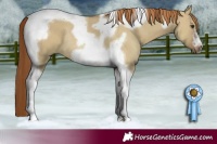 Horse Color:Red Dun Tobiano Frame Rabicano 
