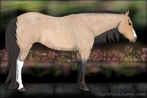 Horse Color:Buckskin Roan 