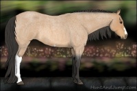 Horse Color:Buckskin Roan 