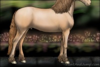 Horse Color:Bay Pearl