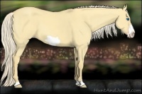 Horse Color:Gold Cream Champagne Dun Frame 