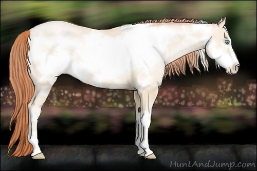 Horse Color:Amber Cream Champagne Pearl Frame 