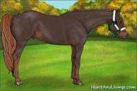 Horse Color:Liver Chestnut 