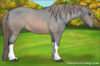 Horse Color:Buckskin Appaloosa