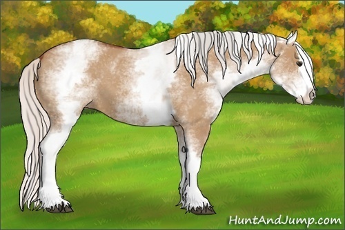 Horse Color:White Spotted Silver Bay Roan Dun Splash