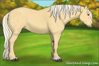 Horse Color:Palomino