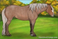 Horse Color:Silver Bay Roan Frame