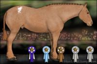 Horse Color:Chestnut Appaloosa 