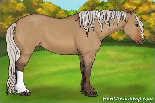 Horse Color:Silver Bay Dun