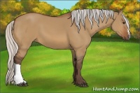 Horse Color:Silver Bay Dun