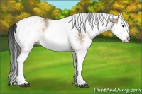 Horse Color:White Spotted Bay Dun Splash 