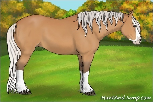 Horse Color:Silver Bay Splash 