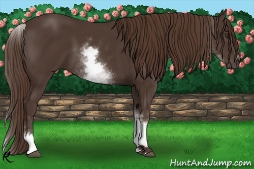 Horse Color:White Spotted Liver Chestnut Sabino 