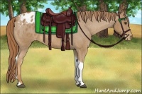 Horse Color:Chestnut Tobiano Appaloosa