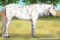 Horse Color:Amber Champagne Appaloosa and Amber Champagne Appaloosa