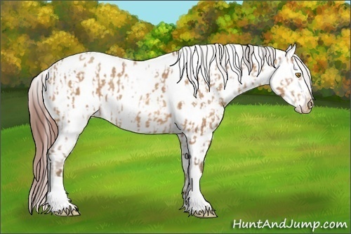 Horse Color:Amber Champagne Appaloosa  and Amber Champagne Appaloosa Rabicano 