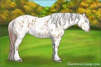 Horse Color:Amber Champagne Appaloosa  and Amber Champagne Appaloosa Rabicano 