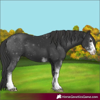 Horse Color:Black Sabino