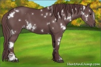 Horse Color:White Spotted Chocolate Black Sabino 