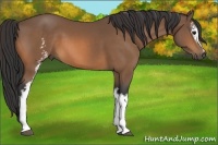 Horse Color:White Spotted Buckskin