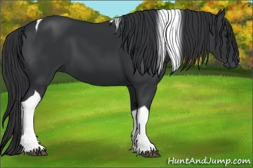 Horse Color:Black Tobiano