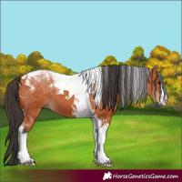 Horse Color:Bay Tobiano 