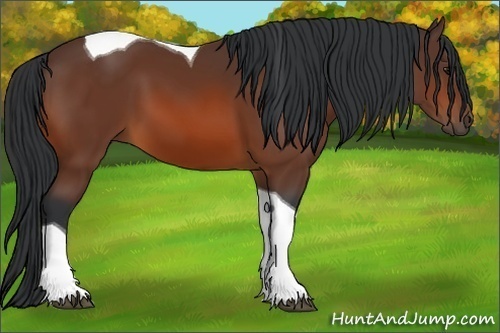 Horse Color:Bay Tobiano 