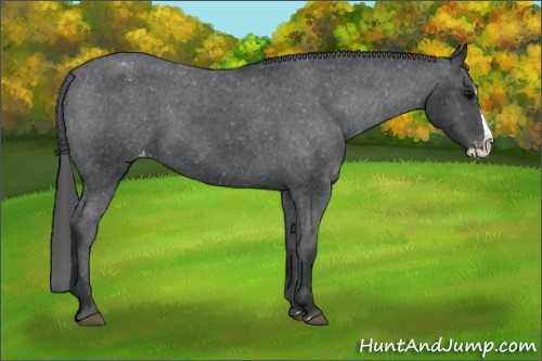 Horse Color:Black Splash Appaloosa 