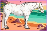 Horse Color:White Spotted Red Dun Near Leopard