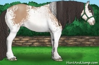 Horse Color:White Spotted Amber Champagne 