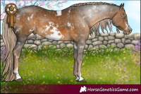 Horse Color:White Spotted Chocolate Palomino Frame