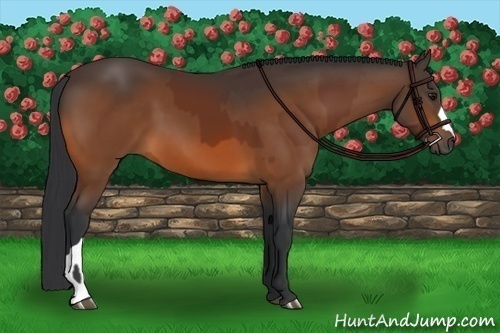 Horse Color:Bay  and Bay 