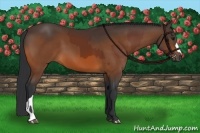 Horse Color:Bay  and Bay 