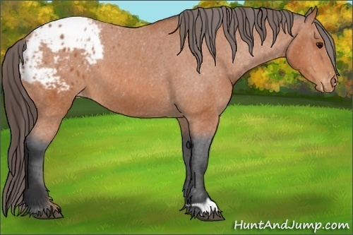 Horse Color:Bay Appaloosa 