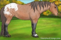 Horse Color:Bay Appaloosa