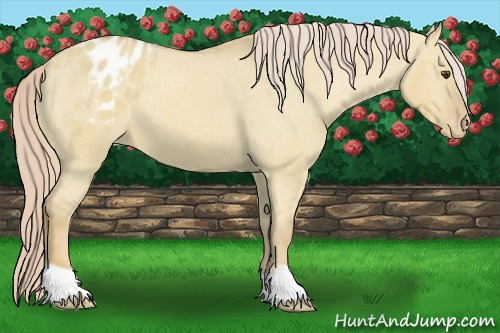 Horse Color:Palomino Dun Varnish