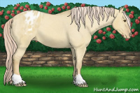 Horse Color:Palomino Dun Varnish 