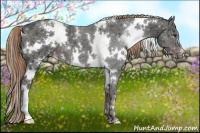 Horse Color:White Spotted Liver Chestnut Ice