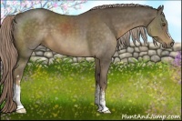 Horse Color:Chocolate Palomino 