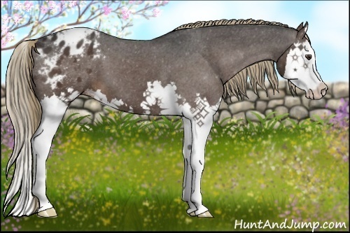 Horse Color:Liver Chestnut Sabino Splash Appaloosa
