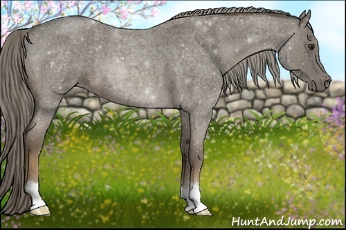 Horse Color:Chocolate Palomino Roan