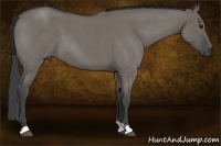 Horse Color:Smoky Grullo Roan 