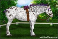 Horse Color:Liver Chestnut Appaloosa 