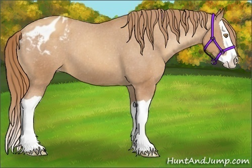Horse Color:Gold Champagne Splash Varnish