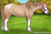 Horse Color:Gold Champagne Splash Varnish