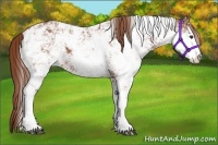 Horse Color:Chestnut Sabino 