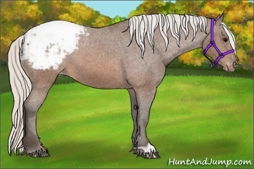 Horse Color:Silver Brown Appaloosa