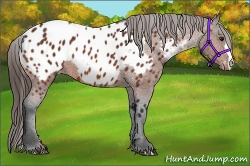 Horse Color:Bay Appaloosa 