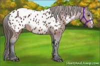 Horse Color:Bay Appaloosa